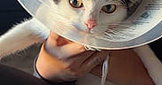 Smores is registered to the contest to win money with this photo: accessory, animal, black_and_white, cat, closeup, cone, costume, cute, expression, face, hand, hat, holding, indoor, light, person, pet, shadow, sombrero, white_cat