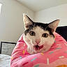 Smores is registered to the contest to win money with this photo: cat, pet, animal, indoor, donut_cushion, colorful, playful, cute, whiskers, pink, white, black, bed, cozy, tongue_out, fur, ears, closeup, funny_expression, home