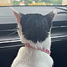 Smores joined the competition — help win amazing prizes! cat, animal, pet, car, collar, black_and_white, orange_patch, back_view, window, dashboard, indoor, feline, looking_out, travel, transportation, domestic_animal, fur, whiskers, ears, seat