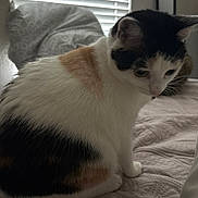 Smores joined the competition — help win amazing prizes! cat, calico, pet, indoor, bed, blanket, window_blinds, fur, animal, cozy, resting, white, black, orange, domestic_cat, quiet, home, feline, soft_light, curious