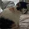 cat, calico, pet, indoor, bed, blanket, window_blinds, fur, animal, cozy, resting, white, black, orange, domestic_cat, quiet, home, feline, soft_light, curious