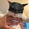 animal, batman_mask, cat, close_up, costume, cute, domestic, ears, expression, face, feline, funny, hand, holding, indoor, mask, pet, portrait, whiskers, white_cat
