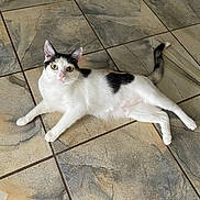 Smores joined the competition — help win amazing prizes! alert, animal, black_spots, cat, curious, cute, domestic_animal, ears, floor, four_legs, fur, indoor, laying_down, looking_up, mammal, pet, tail, tile_floor, whiskers, white_cat