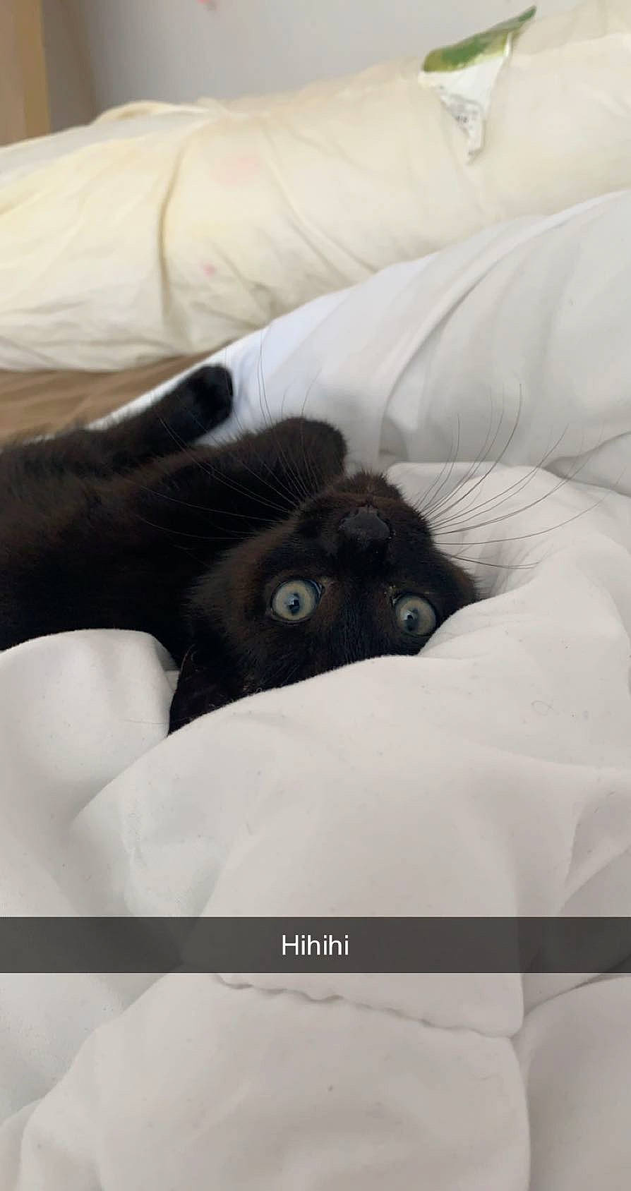 Happy a rejoint le concours — aidez-le/la à gagner de superbes lots ! bed, bed_sheet, bedding, black_cat, canidae, carnivore, cat, comfort, felidae, fur, furniture, kitten, linens, pillow, puppy, room, small_to_medium_sized_cats