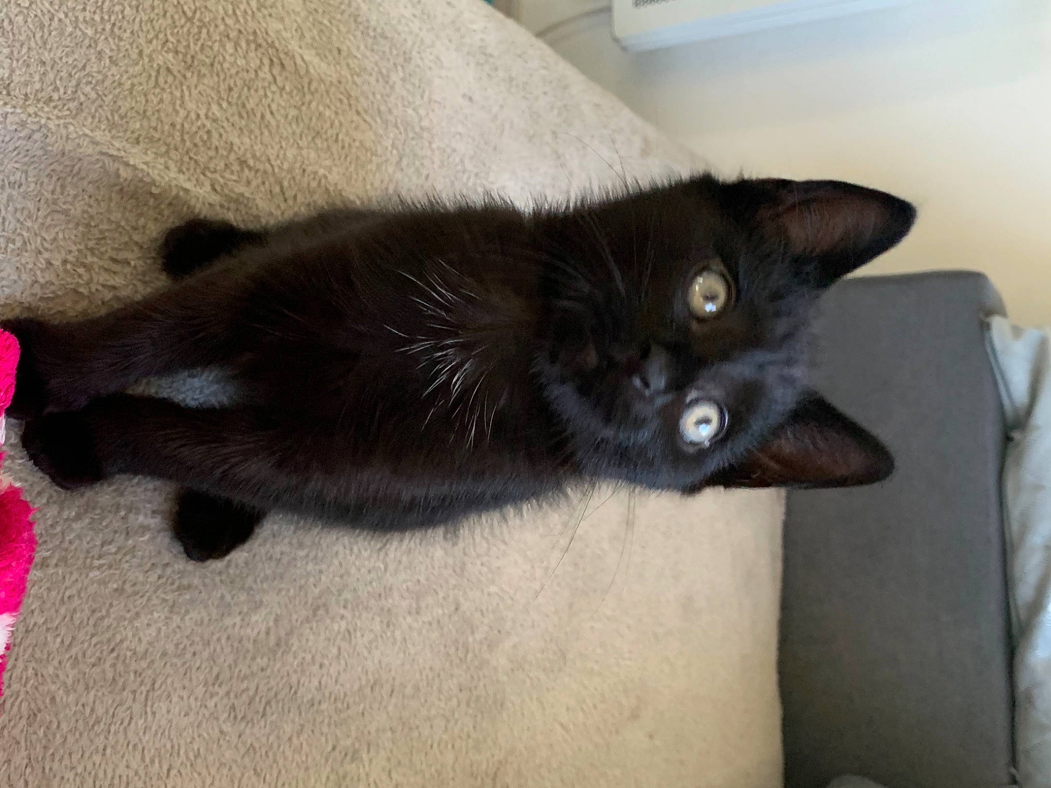 Happy participe au concours pour gagner de l'argent avec cette photo : asian, black_cat, bombay, burmese, carnivore, cat, domestic_long_haired_cat, domestic_short_haired_cat, felidae, havana_brown, kitten, korat, mammal, small_to_medium_sized_cats, tail, vertebrate, whiskers