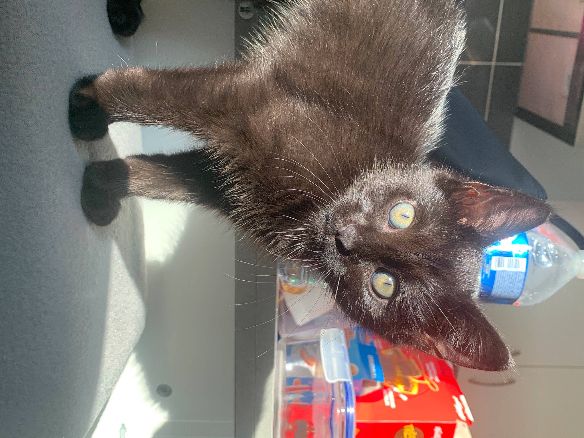 Happy a rejoint le concours — aidez-le/la à gagner de superbes lots ! black_cat, carnivore, cat, claw, domestic_short_haired_cat, felidae, fur, kitten, korat, nebelung, polydactyl_cat, russian_blue, small_to_medium_sized_cats, tail, whiskers