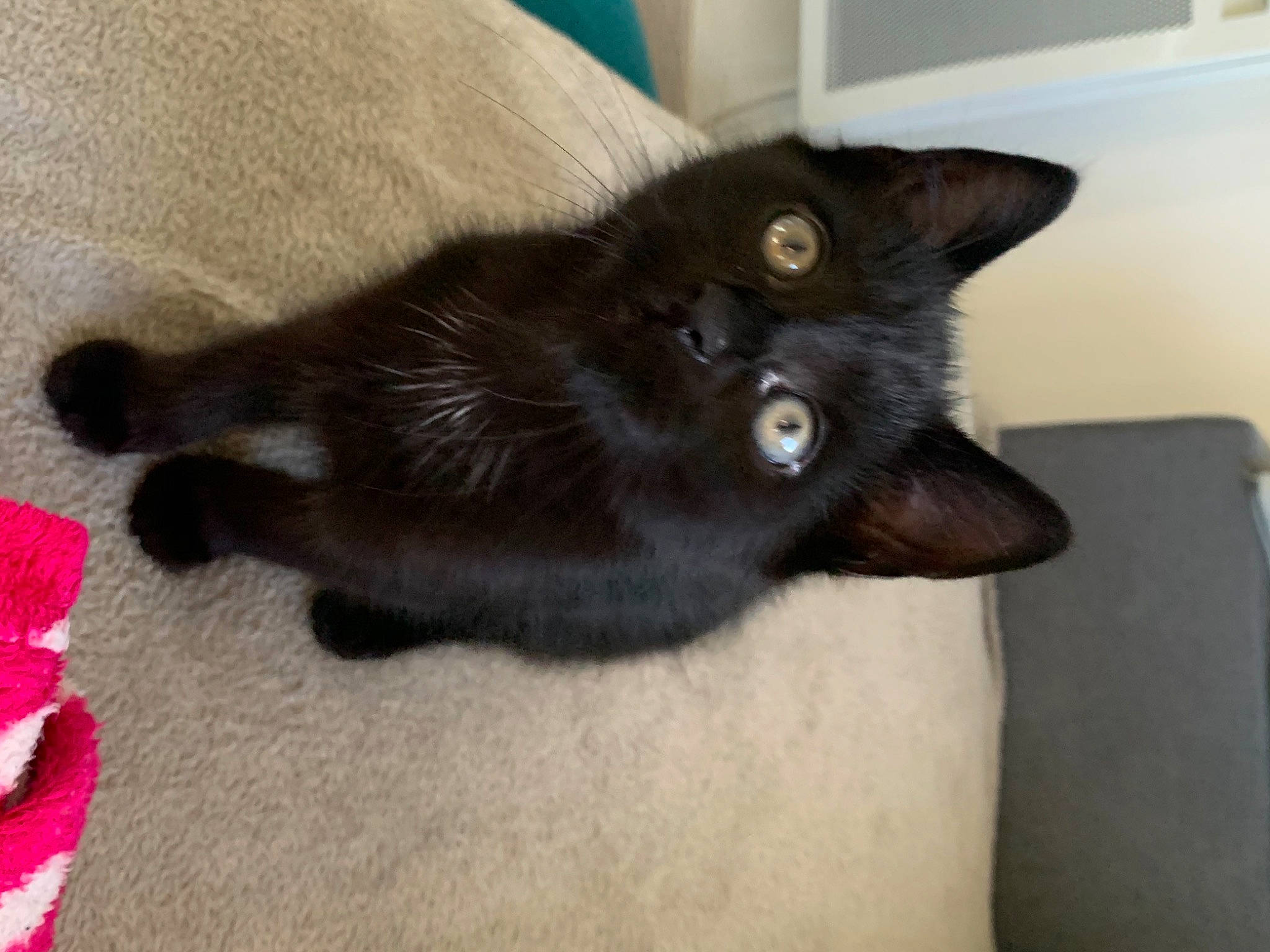 Happy a rejoint le concours — aidez-le/la à gagner de superbes lots ! asian, black_cat, bombay, burmese, carnivore, cat, domestic_long_haired_cat, domestic_short_haired_cat, felidae, havana_brown, kitten, korat, mammal, nebelung, polydactyl_cat, small_to_medium_sized_cats, tail, vertebrate, whiskers