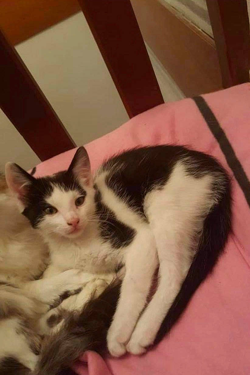 Loulou participe au concours pour gagner de l'argent avec cette photo : aegean_cat, american_wirehair, carnivore, cat, domestic_short_haired_cat, felidae, fur, kitten, mammal, polydactyl_cat, small_to_medium_sized_cats, tail, whiskers