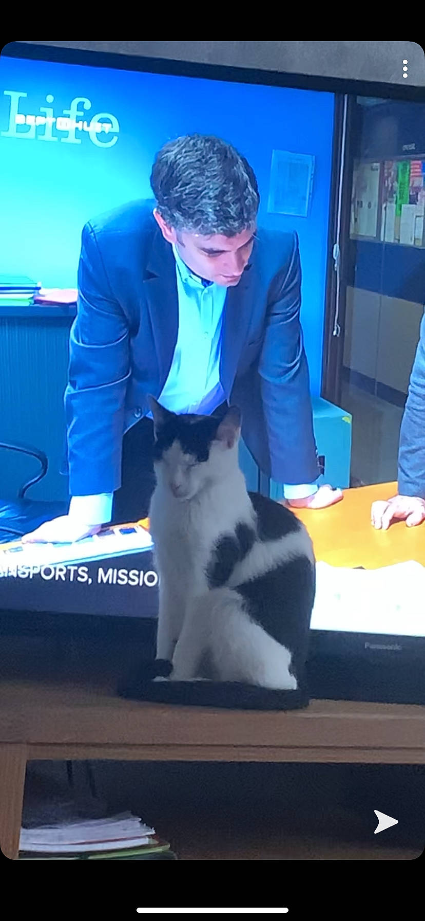 Loulou a rejoint le concours — aidez-le/la à gagner de superbes lots ! canidae, carnivore, conformation_show, dog, dog_breed, fox_terrier, sporting_group