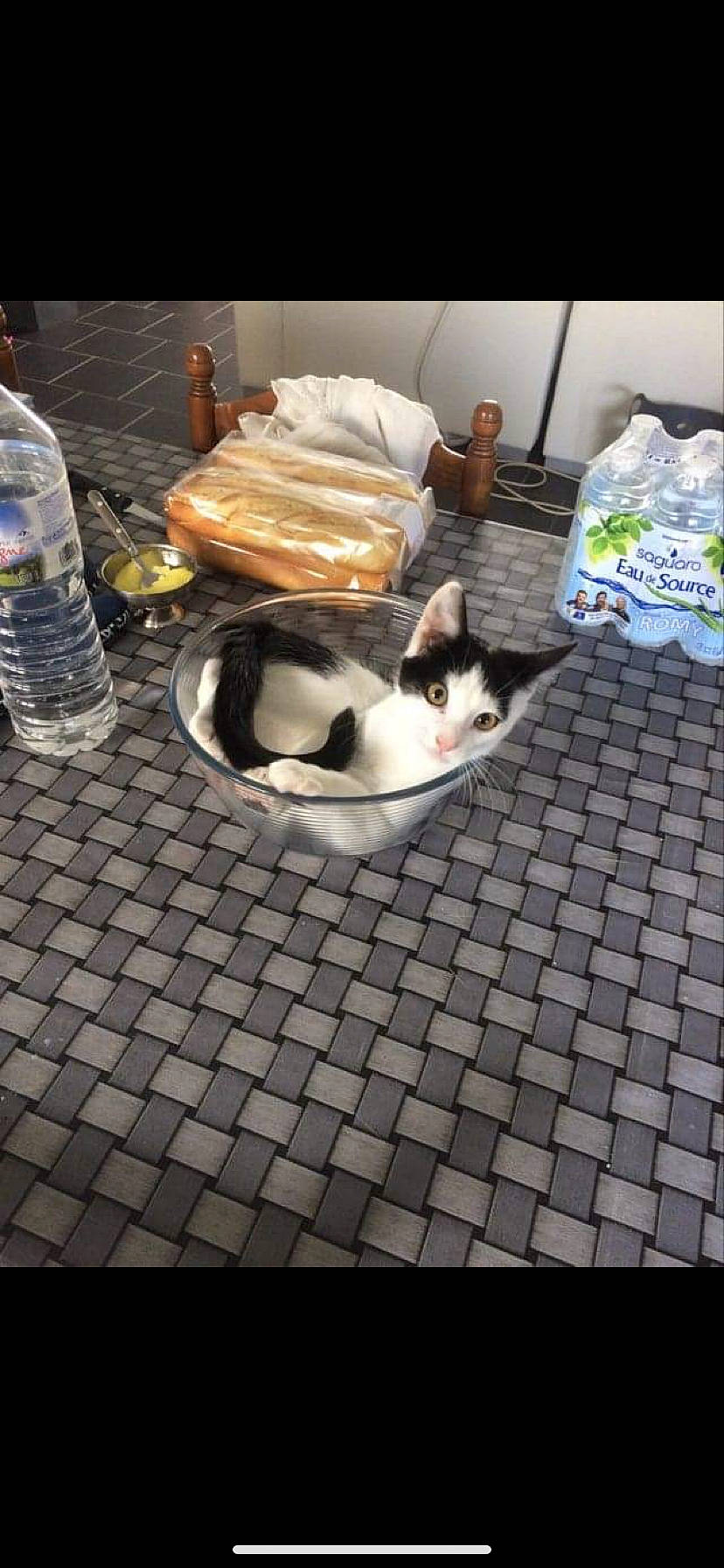 Loulou a rejoint le concours — aidez-le/la à gagner de superbes lots ! canidae, carnivore, cat, european_shorthair, felidae, floor, flooring, kitten, play, small_to_medium_sized_cats, snapshot, whiskers