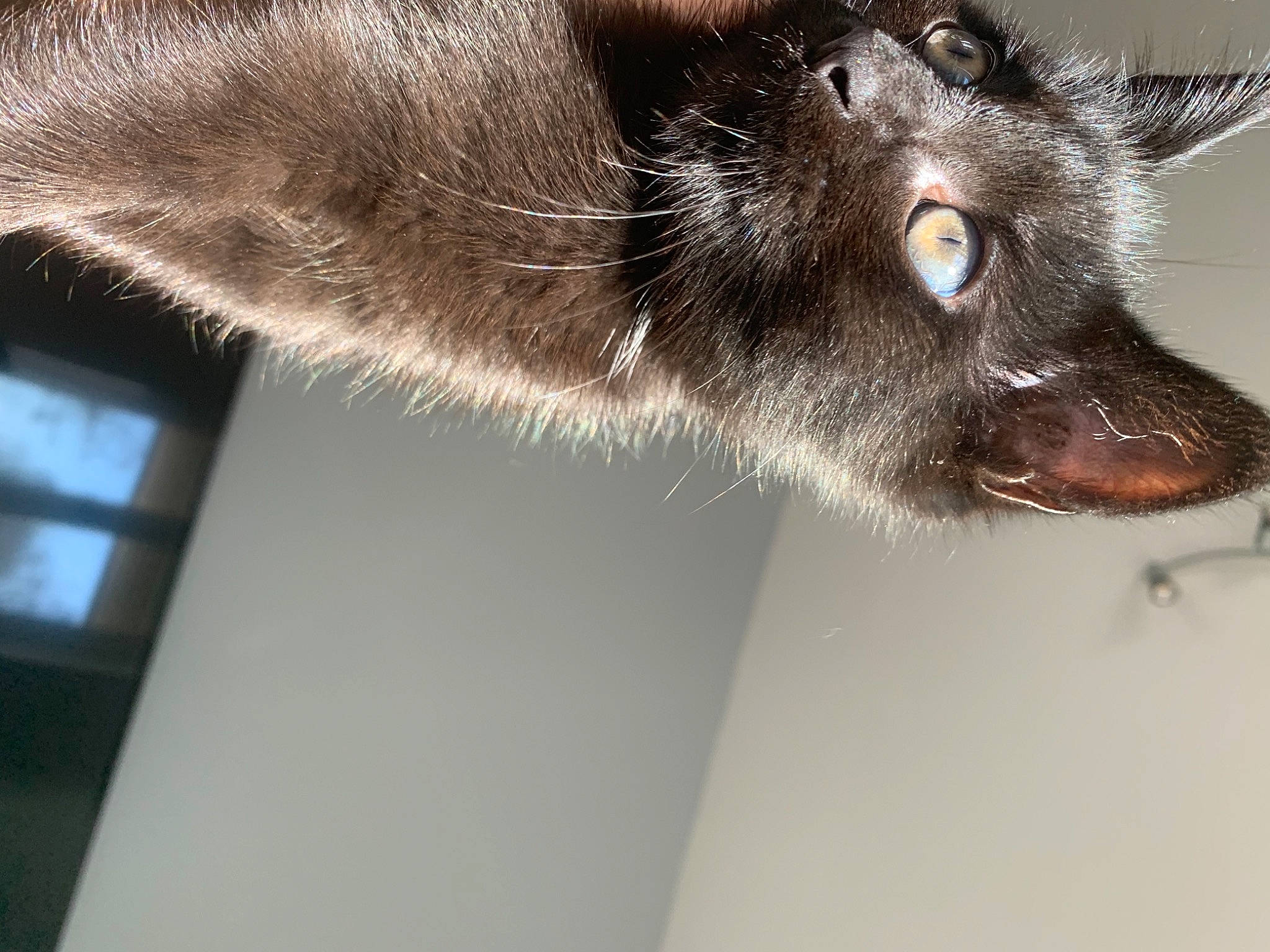 Happy participe au concours pour gagner de l'argent avec cette photo : carnivore, close_up, dog, dog_breed, fur, iris, jaw, liver, snout, tongue, whiskers, working_animal, working_dog