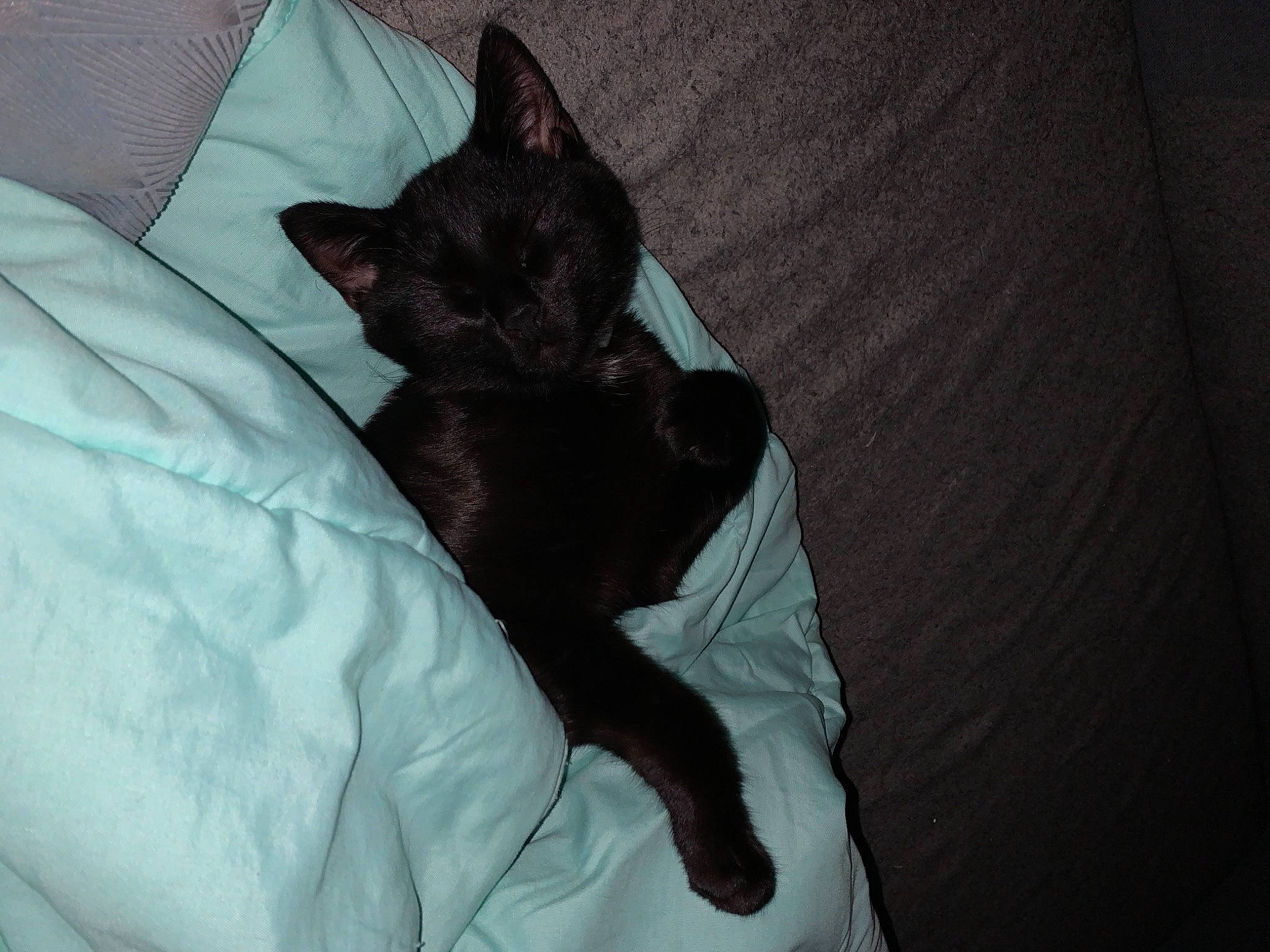 Happy a rejoint le concours — aidez-le/la à gagner de superbes lots ! black_cat, carnivore, cat, comfort, felidae, fur, linens, small_to_medium_sized_cats, tail, whiskers