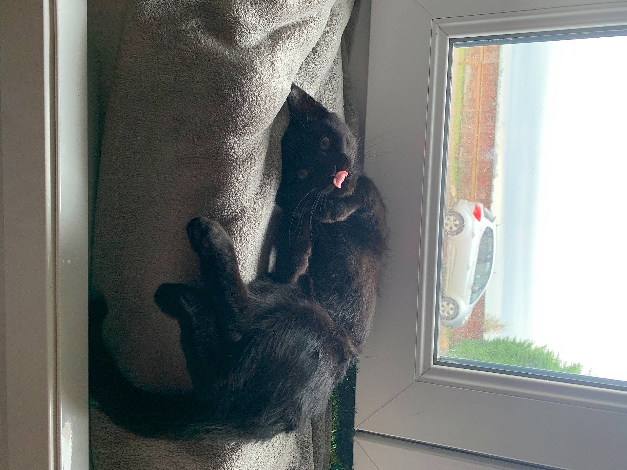 Happy participe au concours pour gagner de l'argent avec cette photo : carnivore, daylighting, fixture, fur, interior_design, paw, primate, sash_window, small_to_medium_sized_cats, snout, vertebrate, window_covering, window_treatment, working_dog