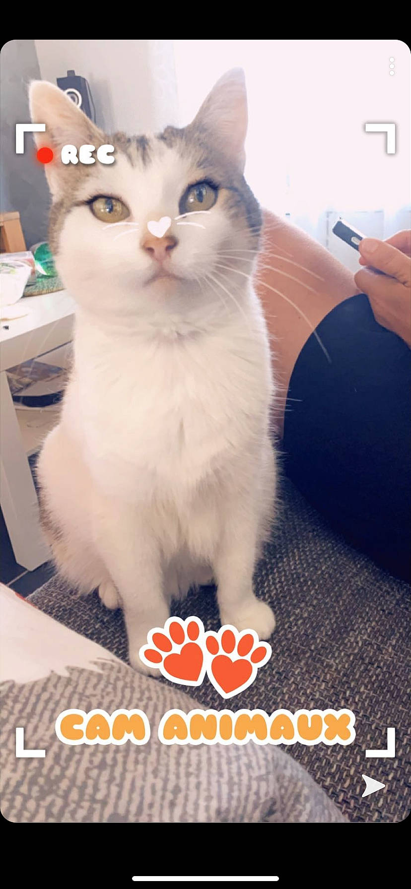 Vanille participe au concours pour gagner de l'argent avec cette photo : aegean_cat, asian, carnivore, cat, domestic_short_haired_cat, felidae, internet_meme, kitten, mammal, persian, photo_caption, photography, small_to_medium_sized_cats, whiskers