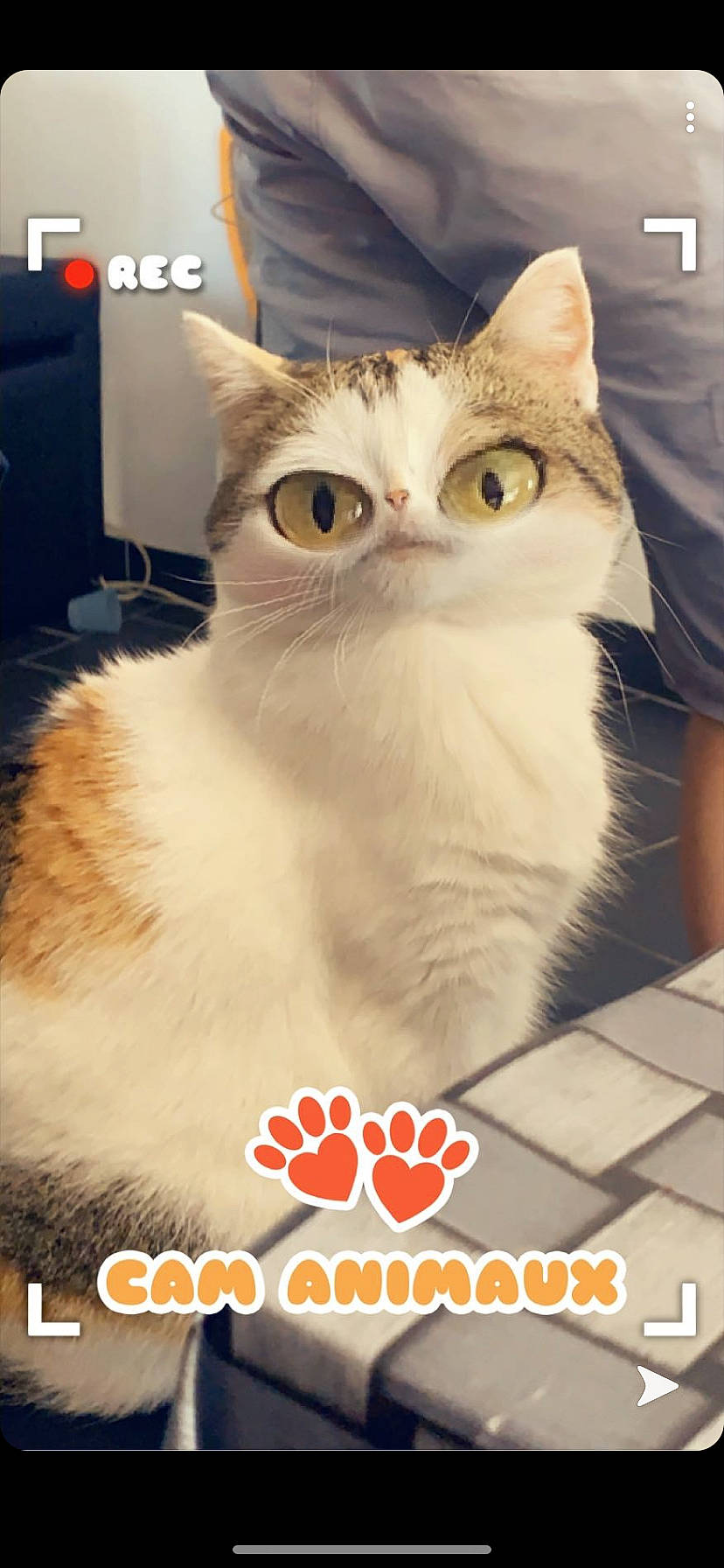 Vanille participe au concours pour gagner de l'argent avec cette photo : aegean_cat, asian, asian_semi_longhair, british_longhair, british_semi_longhair, carnivore, cat, domestic_short_haired_cat, european_shorthair, felidae, internet_meme, kitten, mammal, napoleon_cat, persian, photo_caption, photography, small_to_medium_sized_cats, snout, whiskers