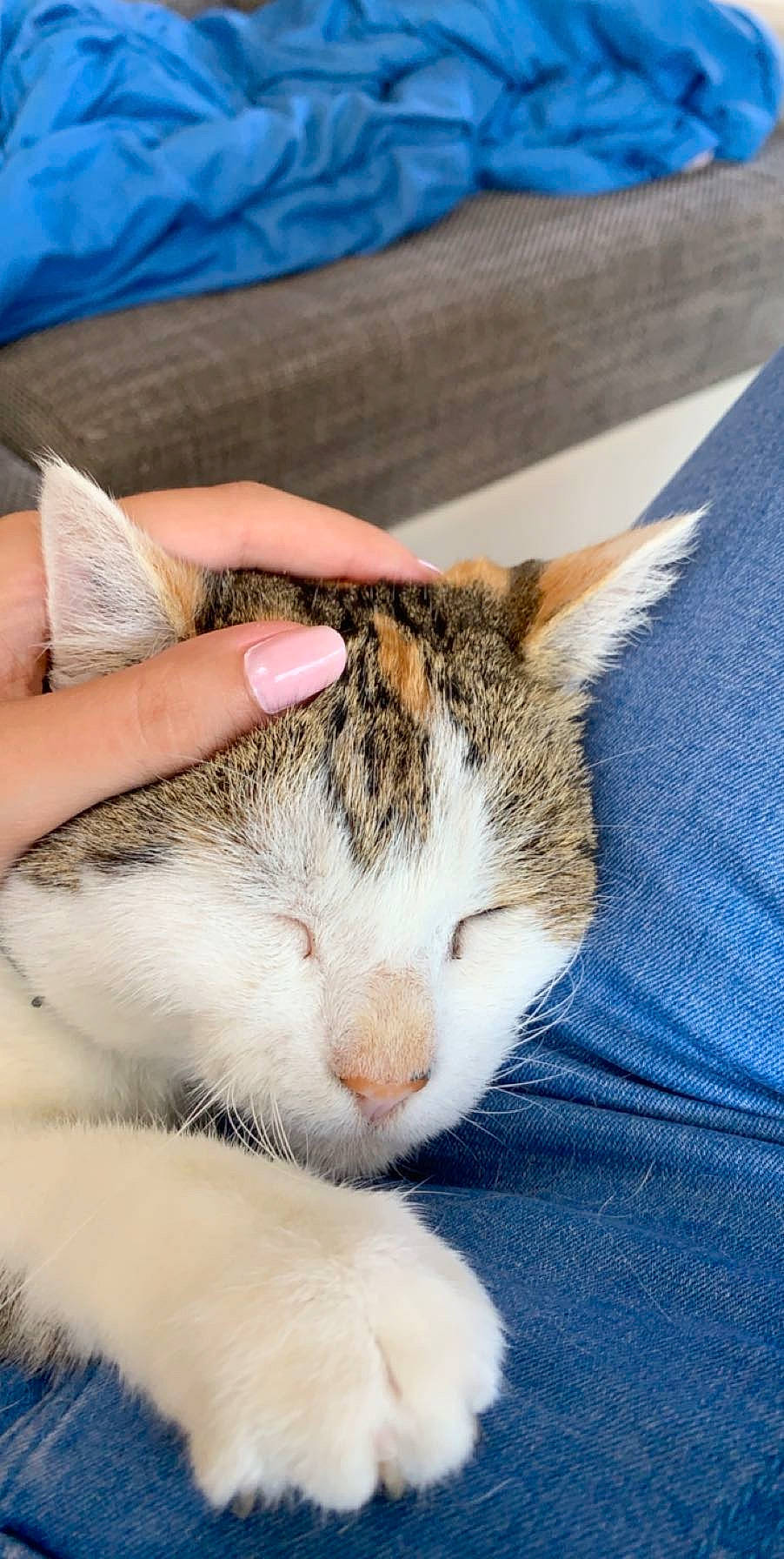Vanille a rejoint le concours — aidez-le/la à gagner de superbes lots ! aegean_cat, american_wirehair, carnivore, cat, domestic_short_haired_cat, ear, european_shorthair, felidae, fur, kitten, nap, nose, sleep, small_to_medium_sized_cats, snout, tabby_cat, whiskers