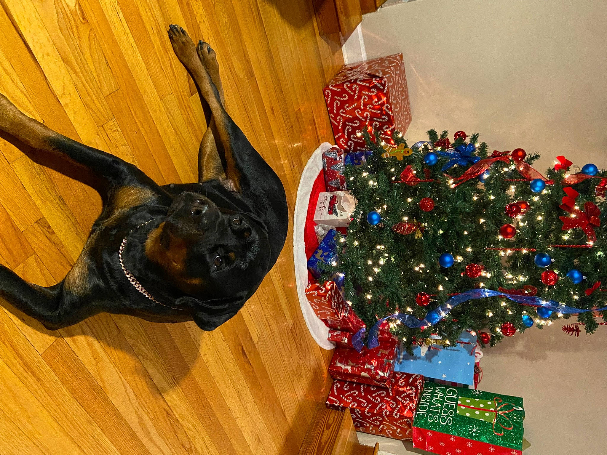 Skye joined the competition — help win amazing prizes! carmine, christmas, christmas_decoration, christmas_eve, christmas_ornament, christmas_tree, conifer, event, fashion_accessory, hardwood, holiday, holiday_ornament, interior_design, musical_instrument, ornament, room, tradition, tree, wood, wood_stain