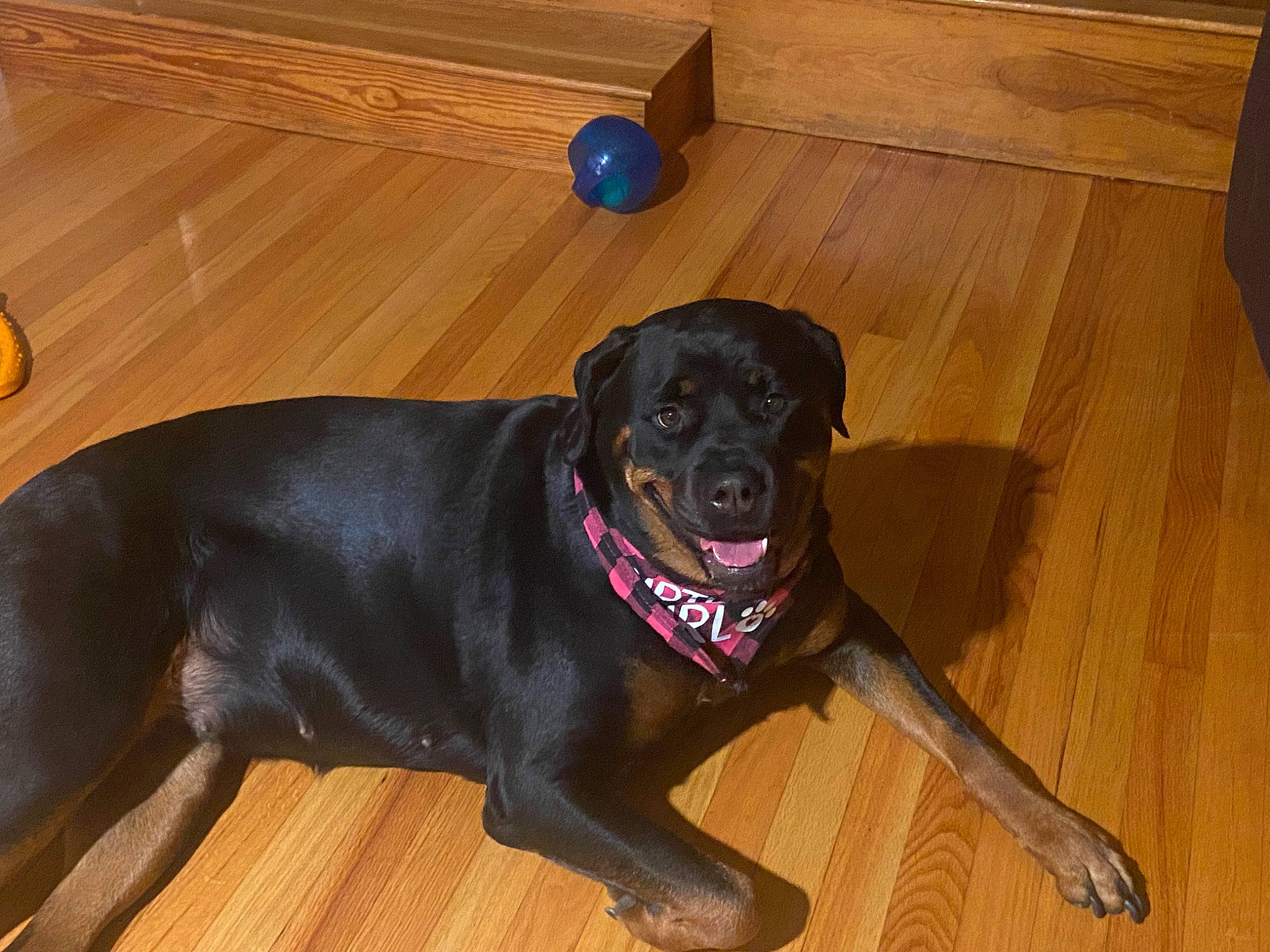 Skye is registered to the contest to win money with this photo: borador, carnivore, collar, companion_dog, dog, dog_breed, dog_collar, fawn, floor, flooring, hardwood, laminate_flooring, liver, snout, tail, varnish, wood, wood_flooring, wood_stain, working_animal