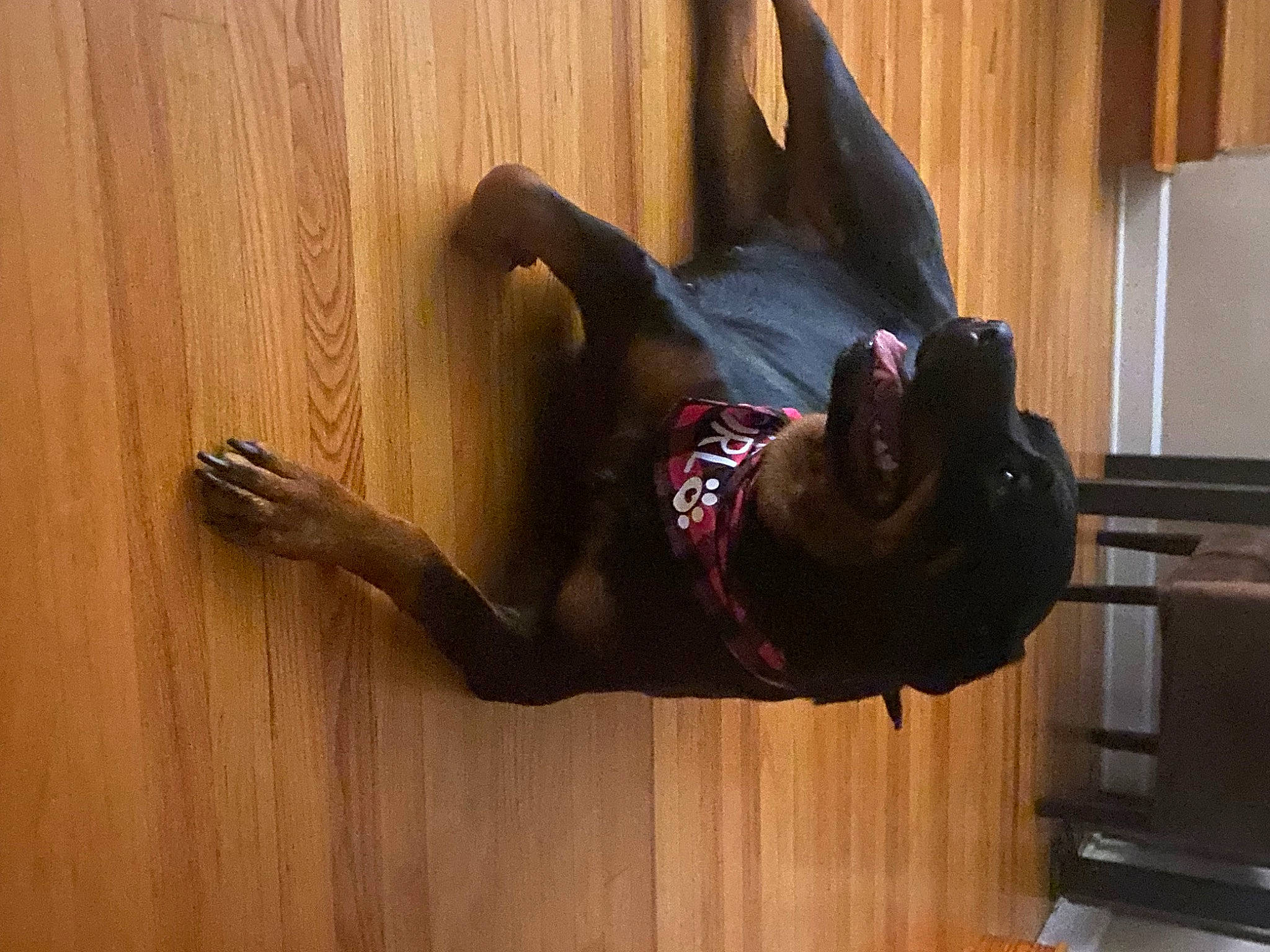 Skye is registered to the contest to win money with this photo: comfort, costume, fictional_character, floor, flooring, fun, hardwood, human_leg, knee, laminate_flooring, performance, performing_arts, personal_protective_equipment, room, sock, sportswear, thigh, window, wood, wood_flooring