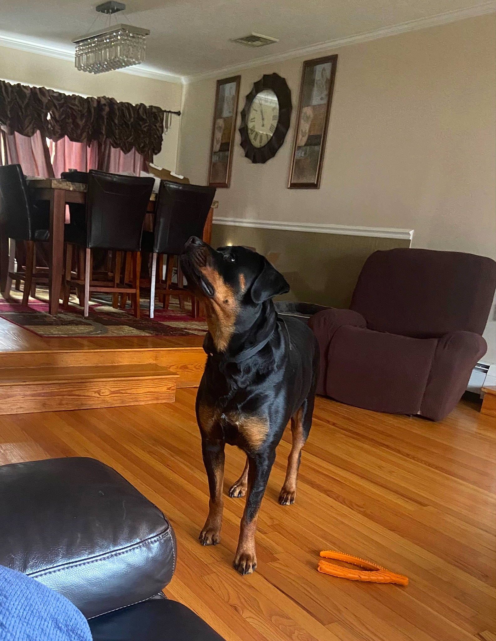 Skye is registered to the contest to win money with this photo: brown, carnivore, chair, clock, comfort, companion_dog, curtain, dog, dog_breed, floor, flooring, hardwood, interior_design, laminate_flooring, living_room, picture_frame, sporting_group, wood, wood_flooring, wood_stain