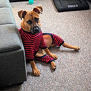Willow is registered to the contest to win money with this photo: dog, pajamas, indoor, carpet, couch, pet_bed, toy, striped_clothing, brown_dog, curious_expression, relaxed, animal, furniture, floor, cozy, playful, pet, living_room, canine, domestic