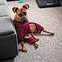 dog, pajamas, indoor, carpet, couch, pet_bed, toy, striped_clothing, brown_dog, curious_expression, relaxed, animal, furniture, floor, cozy, playful, pet, living_room, canine, domestic