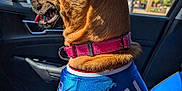 Willow is registered to the contest to win money with this photo: dog, pet, car, window, collar, jersey, blue, pink, seat, tongue, side_view, daylight, urban, traffic_light, trees, happiness, animal, canine, inside, travel