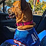 dog, pet, car, window, collar, jersey, blue, pink, seat, tongue, side_view, daylight, urban, traffic_light, trees, happiness, animal, canine, inside, travel