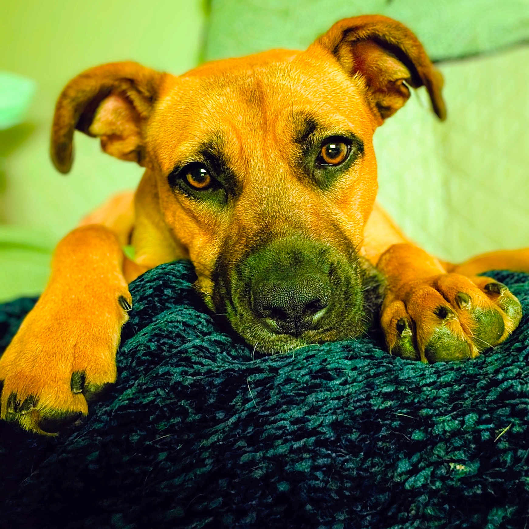 Willow is registered to the contest to win money with this photo: animal, blanket, brown_dog, canine, close_up, comfort, cozy, cute, dog, domestic_animal, face, fur, home, indoor, looking_at_camera, paws, pet, portrait, relaxed, resting