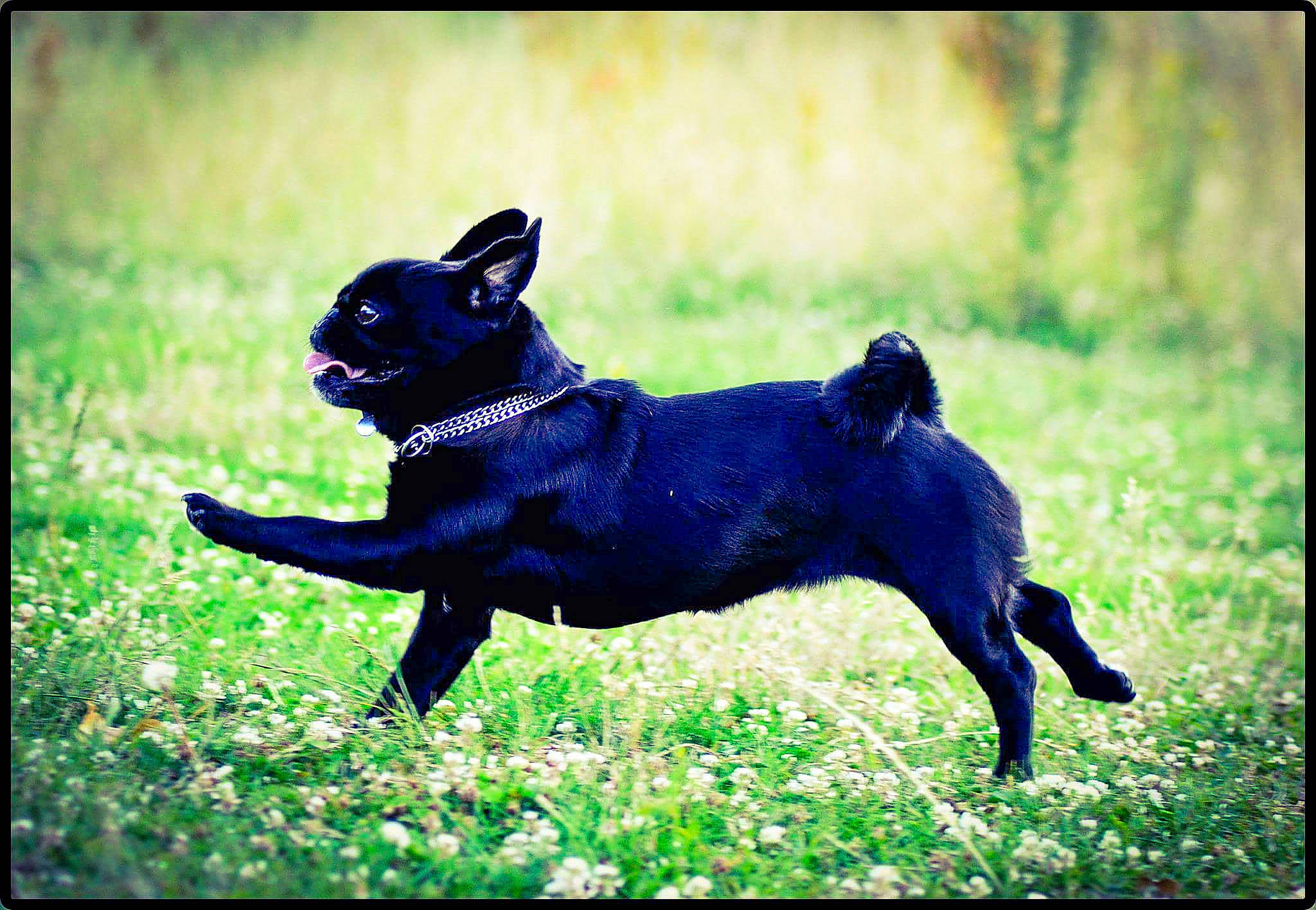 Fiby participe au concours pour gagner de l'argent avec cette photo : canidae, carnivore, companion_dog, dog, dog_breed, dog_collar, electric_blue, fawn, grass, guard_dog, plant, rectangle, shadow, snout, sporting_group, tail, terrestrial_animal, toy_dog, working_animal, working_dog