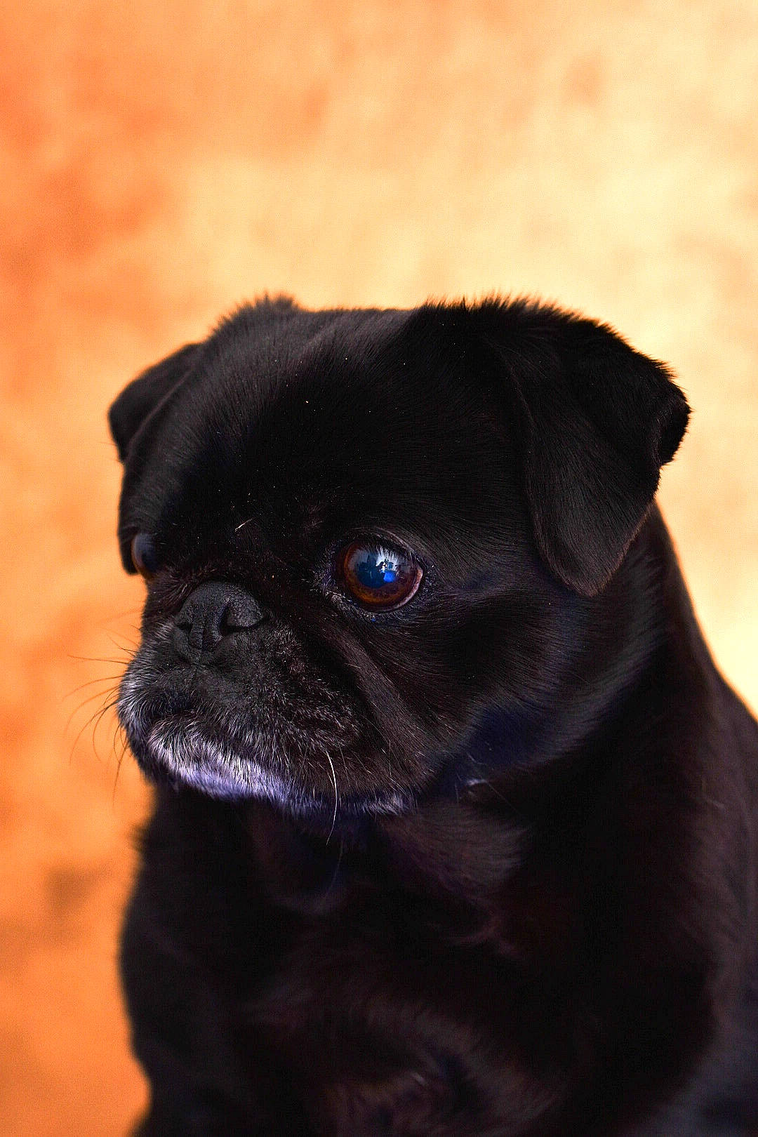 Fiby a rejoint le concours — aidez-le/la à gagner de superbes lots ! canidae, carnivore, companion_dog, dog, dog_breed, electric_blue, eye, fawn, flash_photography, head, human_body, iris, non_sporting_group, pug, snout, sporting_group, terrestrial_animal, whiskers, working_animal, wrinkle