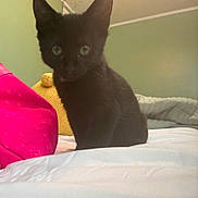Frankie is registered to the contest to win money with this photo: animal, bed, black_cat, cozy, curious, cute, ears, eyes, feline, fur, green_wall, home, indoor, kitten, pet, pink_bag, soft_light, whiskers, yellow_plush_toy, young_cat