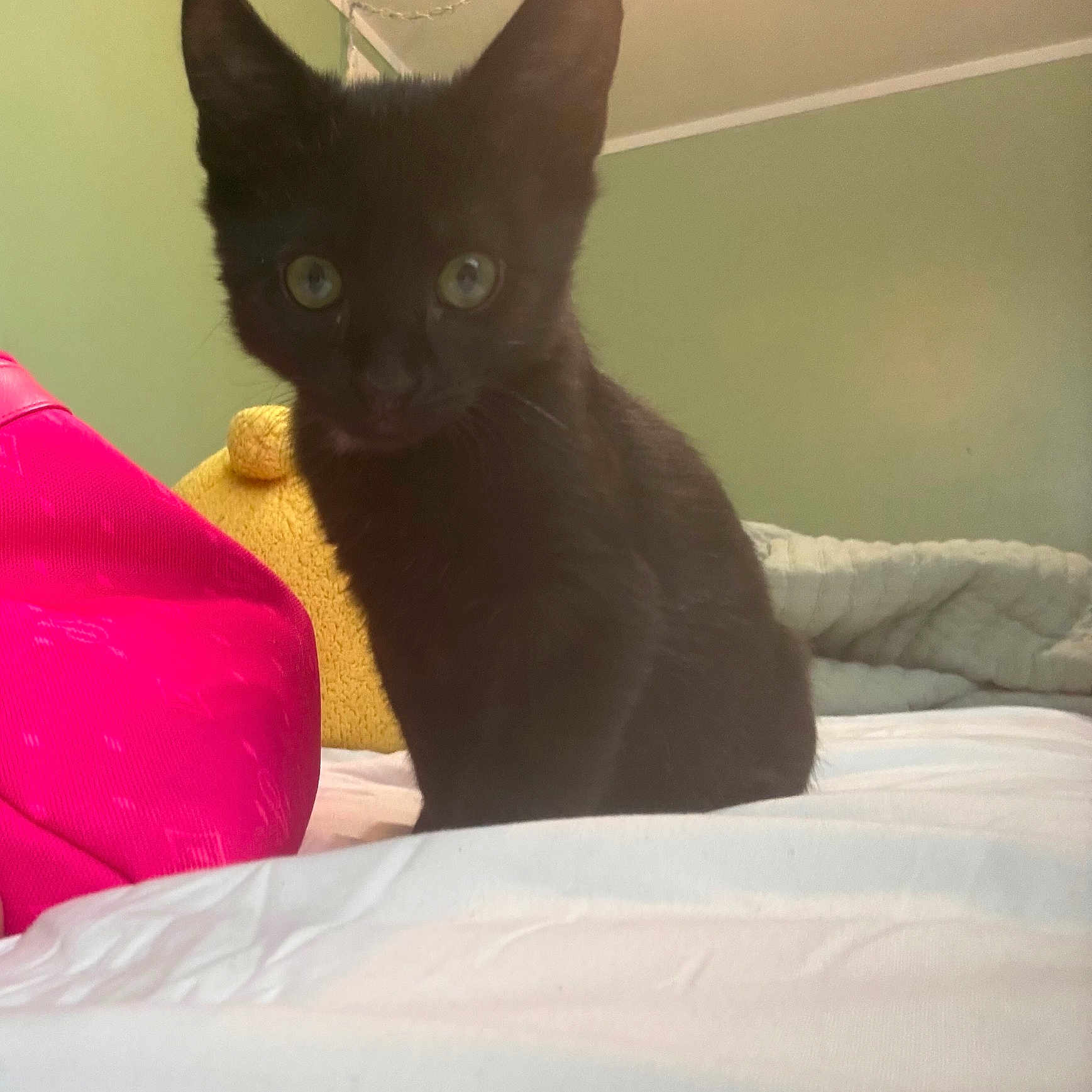 Frankie