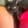 Frankie is registered to the contest to win money with this photo: animal, black_cat, close_contact, close_up, companion, curious, cute, domestic_cat, feline, fur, indoor, kitten, person_arm, pet, pink_mesh, resting, texture, whiskers, yellow_eyes, young