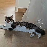Aria a rejoint le concours — aidez-le/la à gagner de superbes lots ! animal, cat, domestic_cat, doorway, floor, fur, indoor, lying_down, paw, pet, plastic_sheet, relaxed, resting, shadow, sleepy, tabby_cat, tail, whiskers, white_fur, wooden_floor