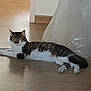 animal, cat, domestic_cat, doorway, floor, fur, indoor, lying_down, paw, pet, plastic_sheet, relaxed, resting, shadow, sleepy, tabby_cat, tail, whiskers, white_fur, wooden_floor