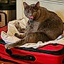 cat, gray_cat, feline, pet, indoor, suitcase, red_suitcase, cloth, resting, tongue_out, one_eye_closed, fur, whiskers, paw, carpet, home_interior, furniture, relaxed, cute, domestic_animal