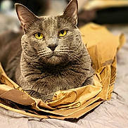 Zoey is registered to the contest to win money with this photo: cat, gray_cat, yellow_eyes, paper_bag, crumpled_paper, feline, pet, animal, indoor, close_up, soft_lighting, relaxed, cute, whiskers, fur, domestic_cat, portrait, cozy, resting, bed