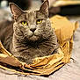 cat, gray_cat, yellow_eyes, paper_bag, crumpled_paper, feline, pet, animal, indoor, close_up, soft_lighting, relaxed, cute, whiskers, fur, domestic_cat, portrait, cozy, resting, bed
