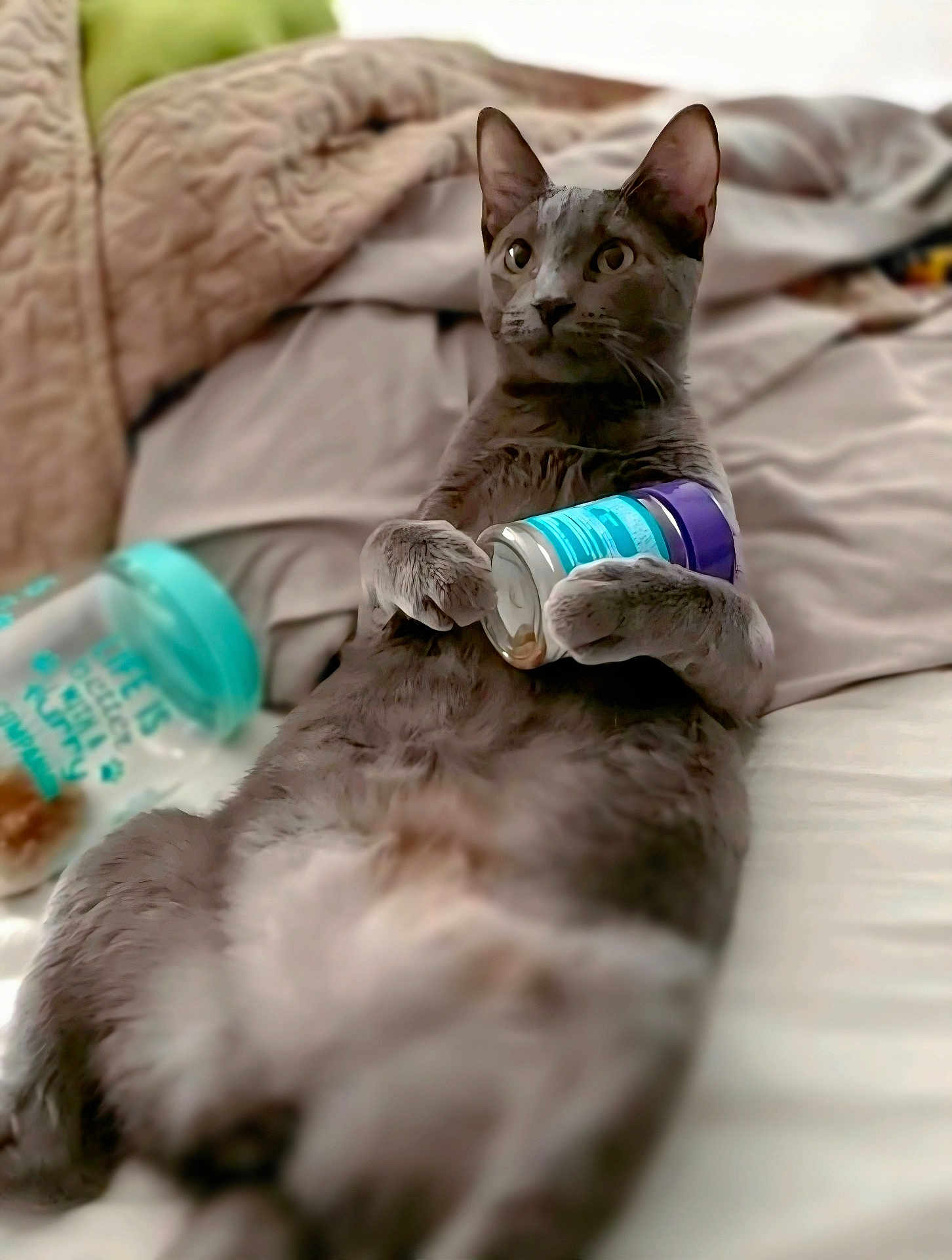 Zoey joined the competition — help win amazing prizes! cat, gray_cat, animal, pet, indoor, relaxed, can, paws, fur, blanket, bed, cozy, container, closeup, laying_down, domestic_cat, cute, mammal, resting, feline