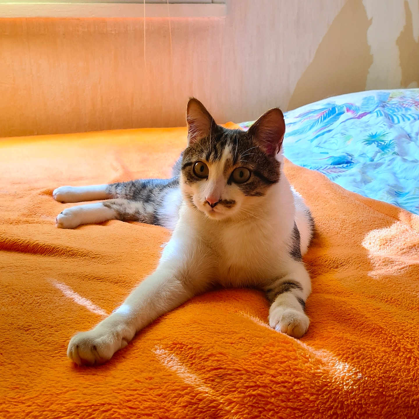 Kaïto participe au concours pour gagner de l'argent avec cette photo : animal, bed, blanket, cat, cozy, curious, domestic, ears, feline, indoor, orange, paws, pet, relaxed, resting, soft, striped, sunlight, whiskers, window