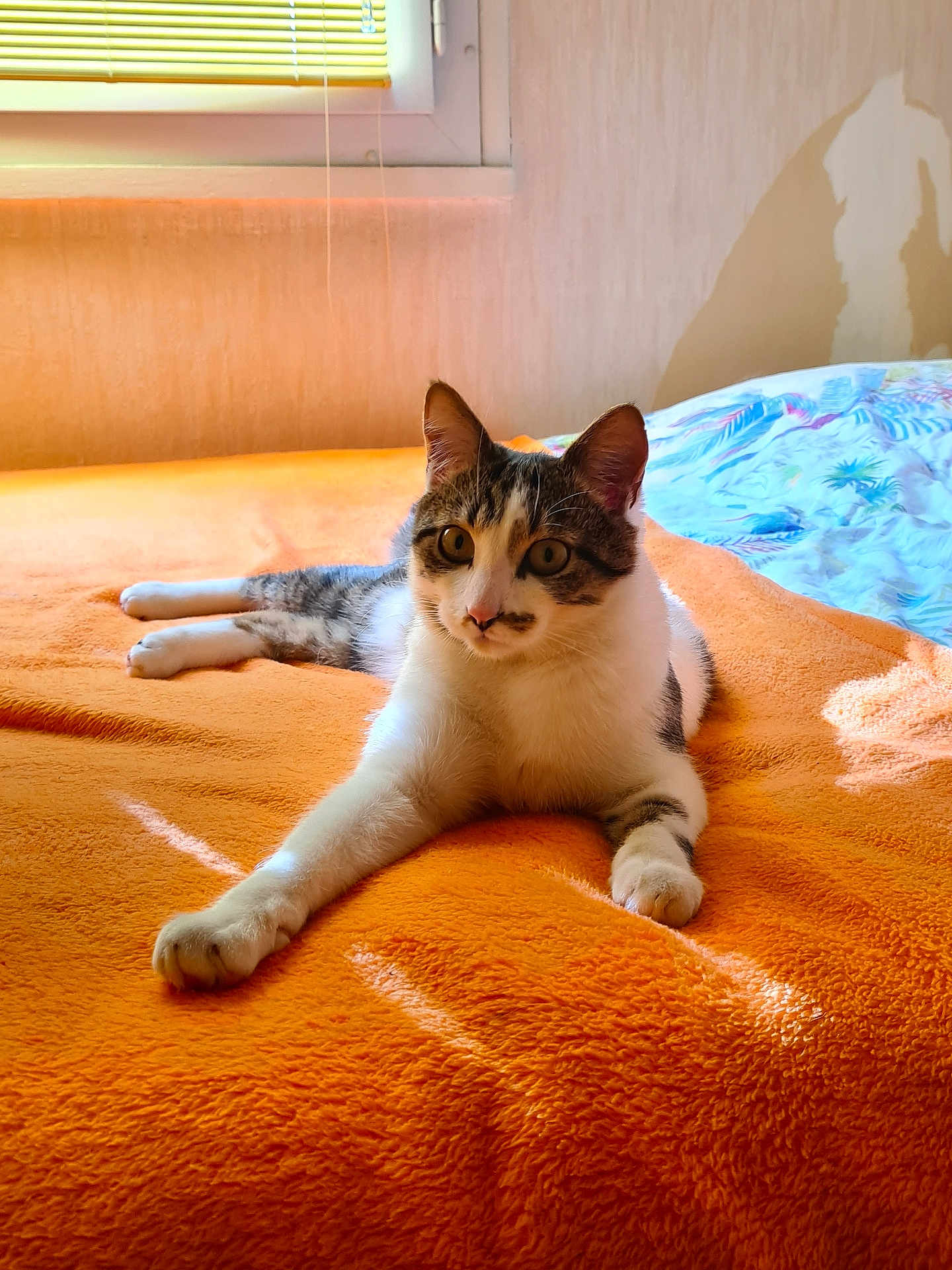 Kaïto participe au concours pour gagner de l'argent avec cette photo : cat, indoor, bed, blanket, orange, sunlight, window, curious, feline, resting, cozy, pet, animal, domestic, striped, whiskers, ears, paws, relaxed, soft