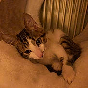 Kaïto participe au concours pour gagner de l'argent avec cette photo : cat, kitten, tabby, white, pet, animal, cute, sleeping, cozy, bed, feline, fur, paw, resting, indoors, soft, warm, closeup, portrait, relaxed