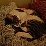 cat, sleeping, tabby, white, curled_up, fluffy_blanket, cozy, indoor, pet, fur, resting, cute, warm_lighting, pillow, patterned_pillow, relaxed, animal, domestic_cat, bedroom, soft_texture
