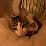 Kaïto a rejoint le concours — aidez-le/la à gagner de superbes lots ! cat, kitten, tabby, pet, animal, fur, whiskers, ears, nose, bed, soft, cozy, resting, cute, indoor, closeup, sleepy, paw, feline, young