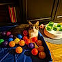 Kanna a rejoint le concours — aidez-le/la à gagner de superbes lots ! animal, cabinet, cat, cat_feeder, colorful_balls, curious, domestic, floor_mat, furniture, green_cups, household, indoor, looking, multicolored_ball, pet, playpen, relaxed, tabby_cat, toy, wooden_floor
