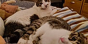 Kanna participe au concours pour gagner de l'argent avec cette photo : cat, tabby_cat, white_cat, pet, animal, indoor, bedroom, blanket, furniture, cozy, resting, cute, striped, lying_down, domestic, fur, relaxed, soft_lighting, curious, companion