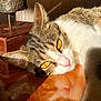 animal, cat, close_up, ear, feline, fur, indoor, lying_down, pet, pink_nose, portrait, reflection, relaxing, shadow, sunlight, tabby, texture, whiskers, wooden_surface, yellow_eyes