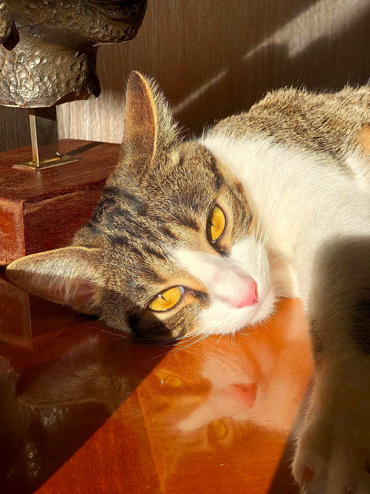 Kanna participe au concours pour gagner de l'argent avec cette photo : animal, cat, close_up, ear, feline, fur, indoor, lying_down, pet, pink_nose, portrait, reflection, relaxing, shadow, sunlight, tabby, texture, whiskers, wooden_surface, yellow_eyes