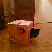 Frimousse a rejoint le concours — aidez-le/la à gagner de superbes lots ! cat, black_cat, cat_toy, woven_cube, pink_yarn, toy_mouse, wooden_floor, furniture, drawer, indoor, pet, curious, playful, animal, home, cozy, peeking, floor, decor, cute